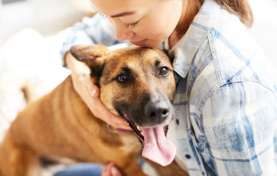 Aceite de CBD para perros: Lo que necesitas saber
